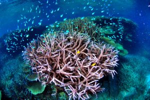 Picture of coral at Wheeler Reef, Great Barrier Reef, by Rob Jeff is licensed under CC BY-NC 2.0