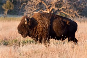 Bison by Larry Smith is licensed under CC BY 2.0