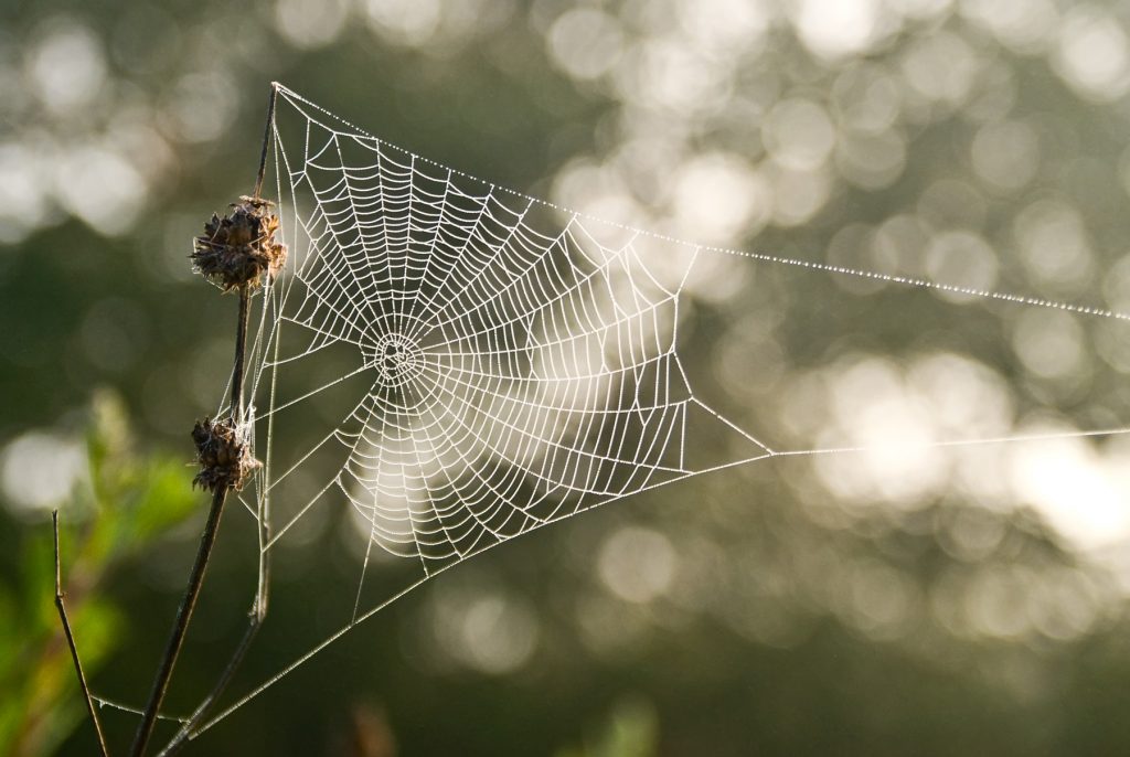 Picture of WEB-2 by Anita Ritenour is licensed under CC BY-NC 2.0