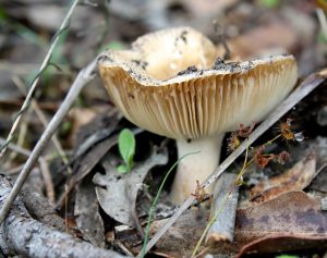 Picture of Fungus by Julie Burgher is licensed under CC BY-NC 2.0